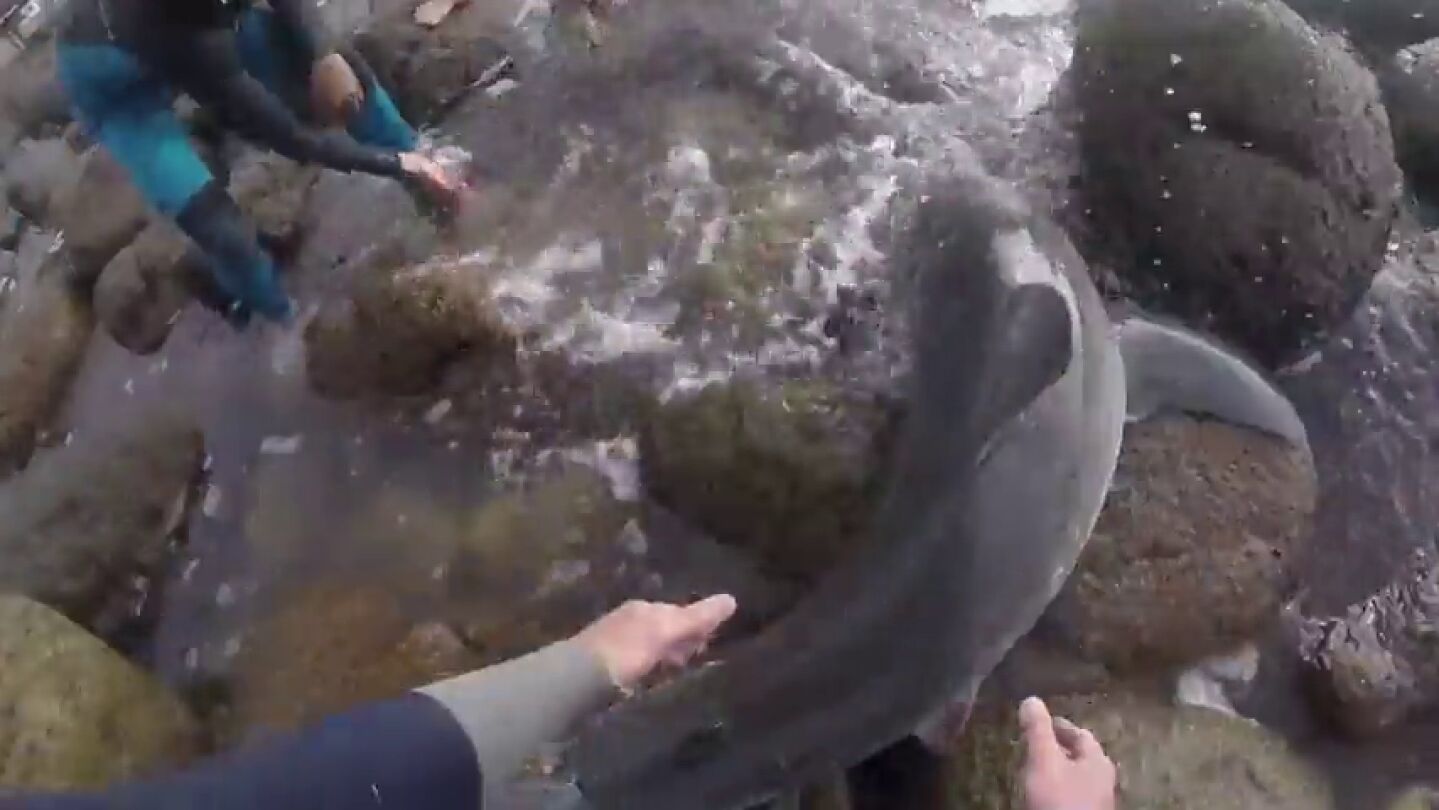 Angustioso rescate de unos surfistas a una cr&iacute;a de tibur&oacute;n blanco varada entre las rocas