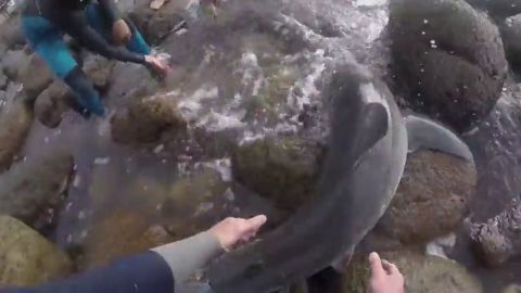 Angustioso rescate de unos surfistas a una cr&iacute;a de tibur&oacute;n blanco varada entre las rocas