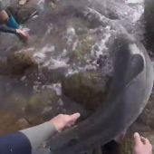 Angustioso rescate de unos surfistas a una cría de tiburón blanco varada entre las rocas