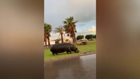 Graban a un hipop&oacute;tamo andando suelto por Roquetas de Mar