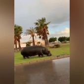 Graban a un hipopótamo andando suelto por Roquetas de Mar