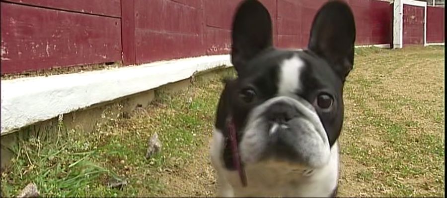 Un bulldog francés en la plaza de toros de Estella Un bulldog francés en la plaza de toros de Estella