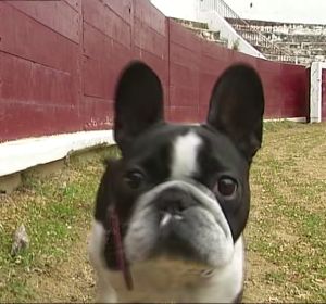 Un bulldog francés en la plaza de toros de Estella Un bulldog francés en la plaza de toros de Estella