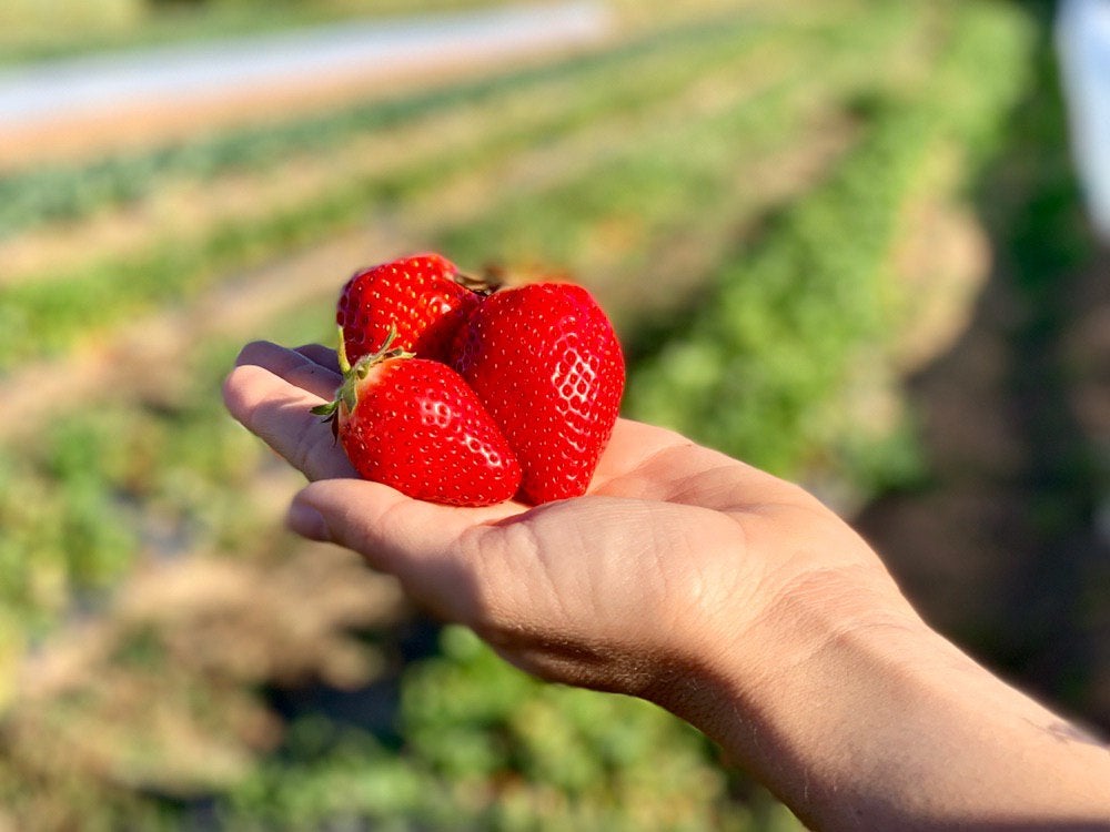 El Gobierno de Madrid aprueba un plan de choque para agricultores y ganaderos El Gobierno de Madrid aprueba un plan de choque para agricultores y ganaderos