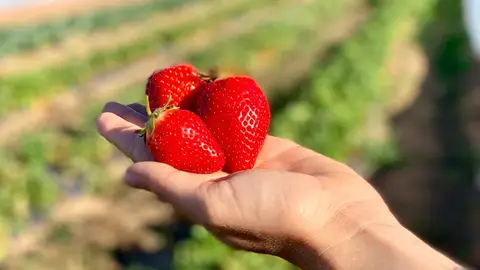 Fresas del huerto Fresas del huerto