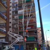 Árboles talados en la Chana 