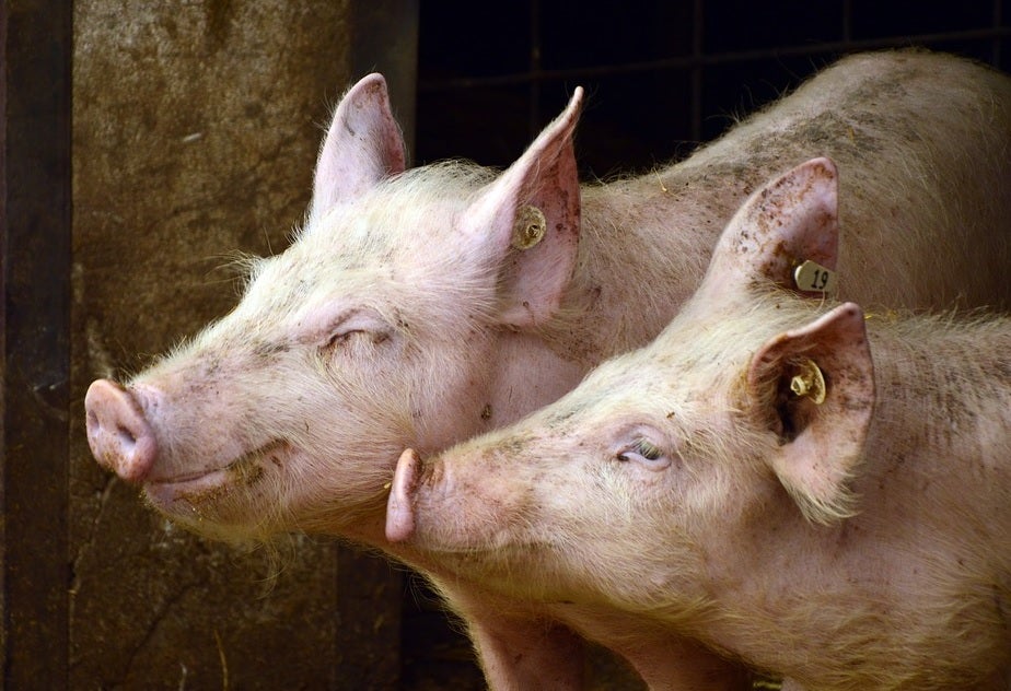 Izquierda Unida presenta alegaciones a la instalación de la macrogranja en Meneses de Campos Izquierda Unida presenta alegaciones a la instalación de la macrogranja en Meneses de Campos