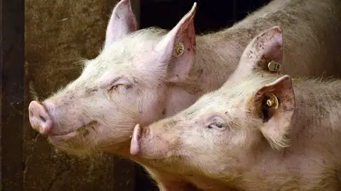 Imagen de dos cerdos Imagen de dos cerdos