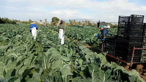 Recoleccion de horatlizas Camp d'Elx