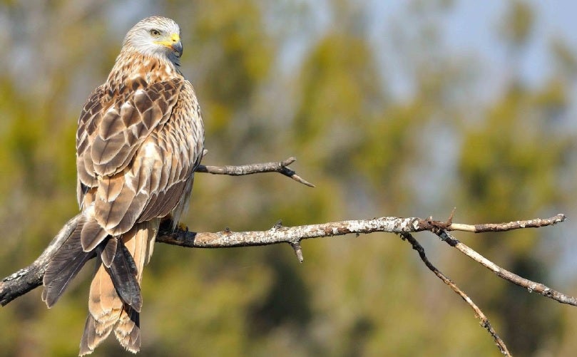 La Tierra afronta la amenaza de extinción de un millón de especies La Tierra afronta la amenaza de extinción de un millón de especies
