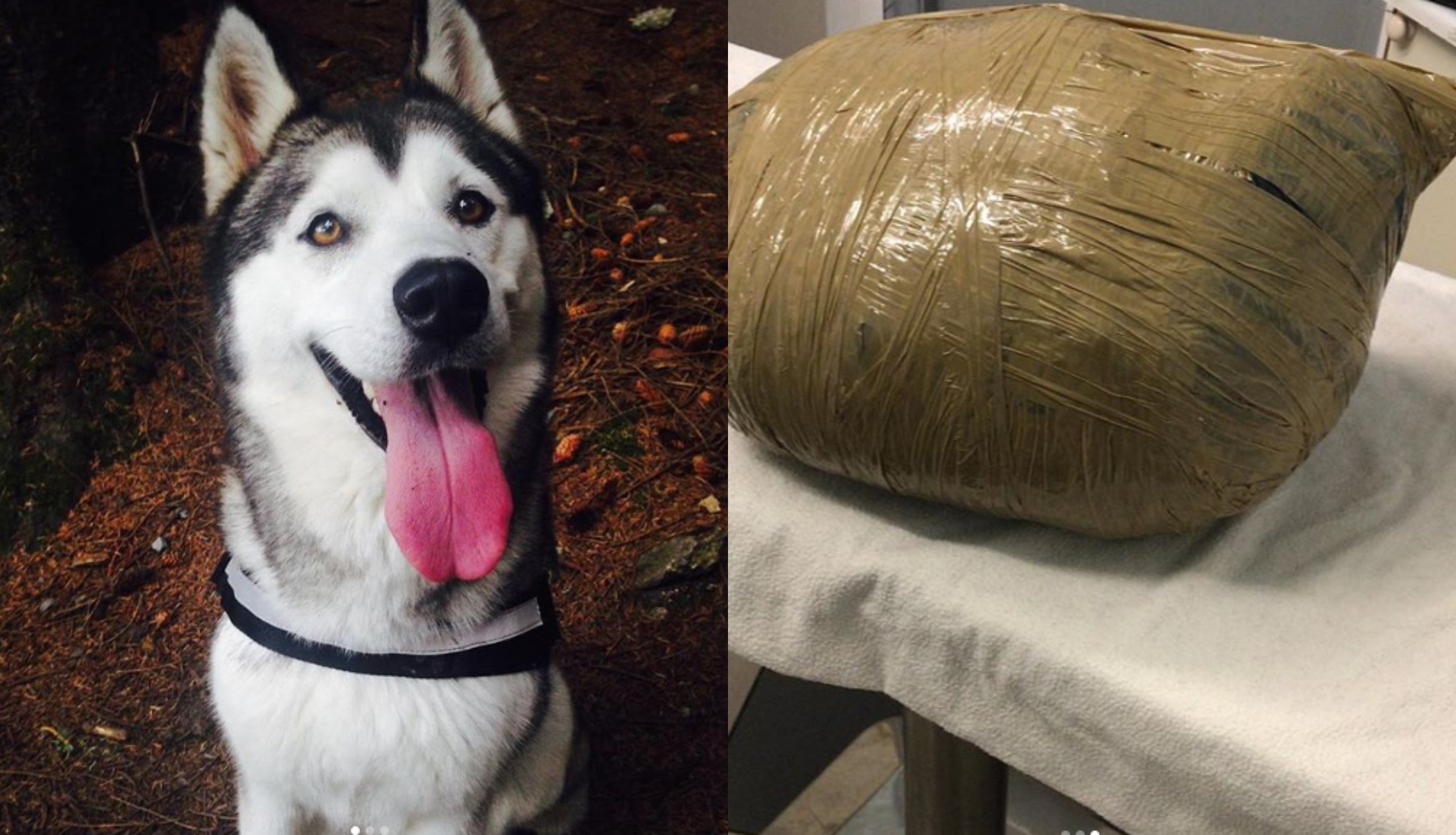 Deja a su perra en una guardería canina y le devuelven su cadáver en un paquete Deja a su perra en una guardería canina y le devuelven su cadáver en un paquete