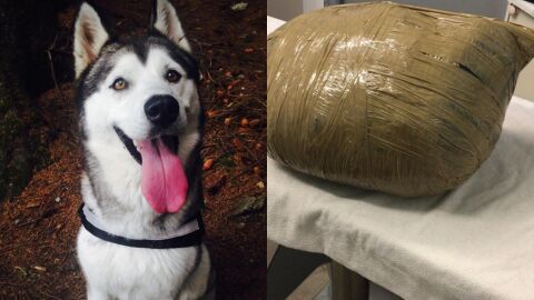 Imagen de la husky Nova y c&oacute;mo la guarder&iacute;a envolvi&oacute; su cad&aacute;ver