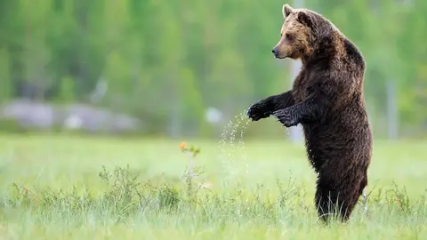 Oso Europeo / Rewilding Europe Oso Europeo / Rewilding Europe