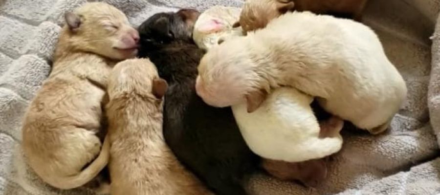 cachorros cachorros
