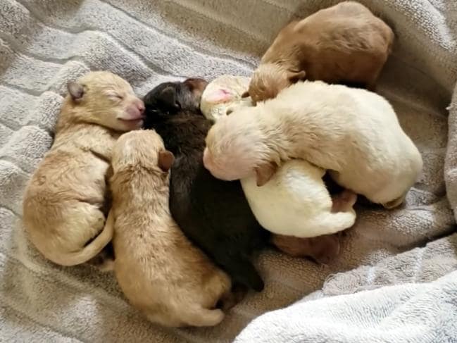 La Policía de Getafe impide que un hombre arroje a las vías del tren varios cachorros de perros y gatos La Policía de Getafe impide que un hombre arroje a las vías del tren varios cachorros de perros y gatos