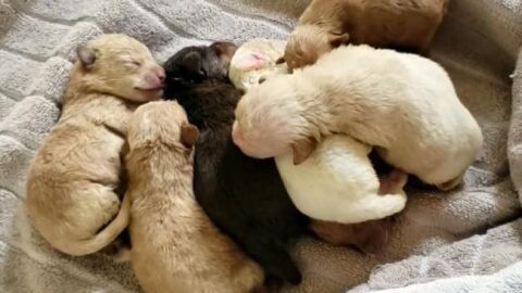 cachorros 