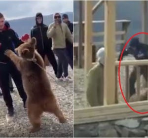 Las imágenes de Khabib y el oso Las imágenes de Khabib y el oso