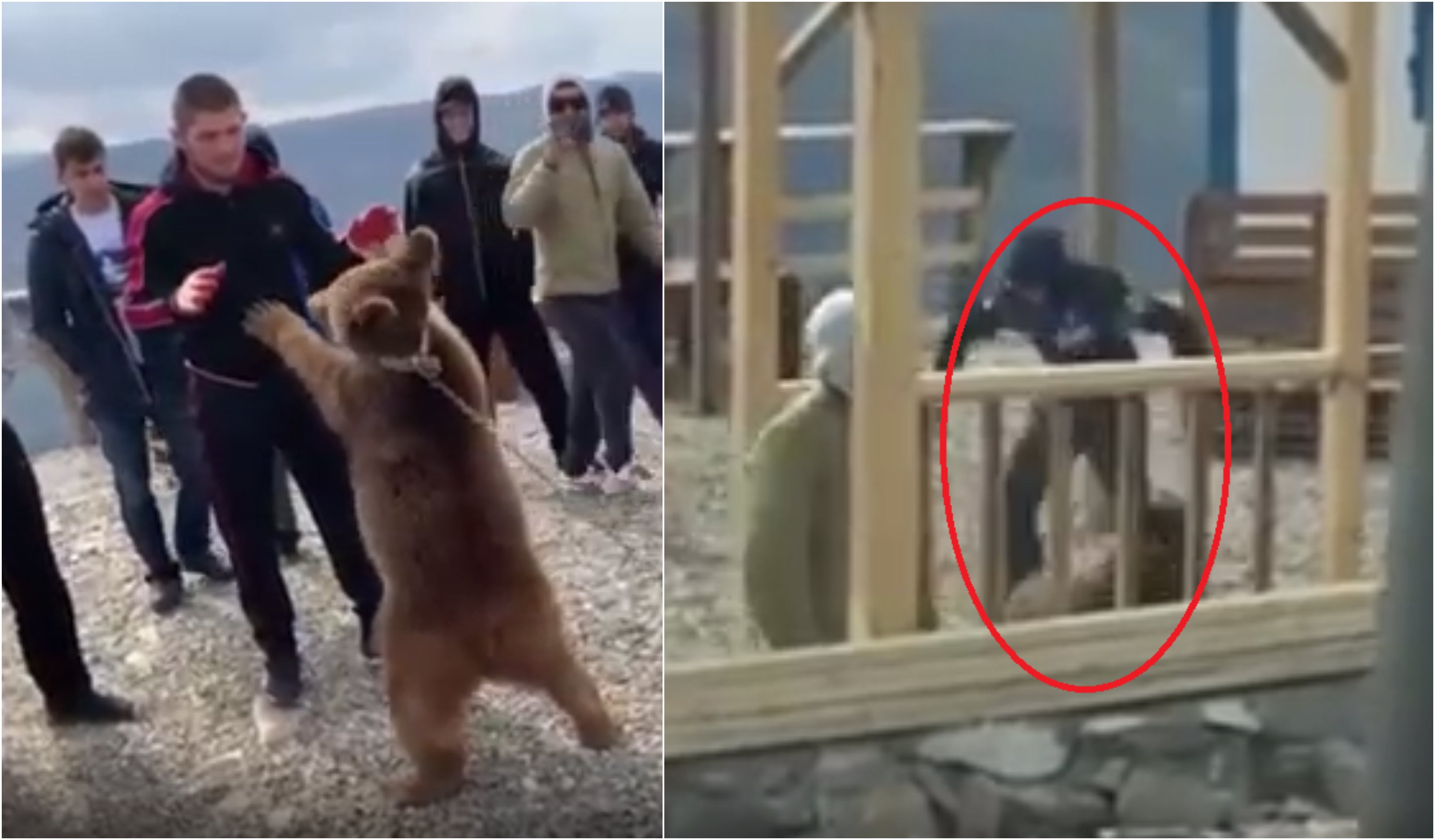 Polémica animalista contra Khabib: sus amigos patean y golpean a un osezno Polémica animalista contra Khabib: sus amigos patean y golpean a un osezno