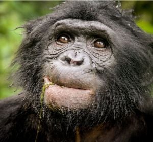 Descubierto un nuevo linaje de chimpance extinto en el ADN de bonobo Descubierto un nuevo linaje de chimpance extinto en el ADN de bonobo