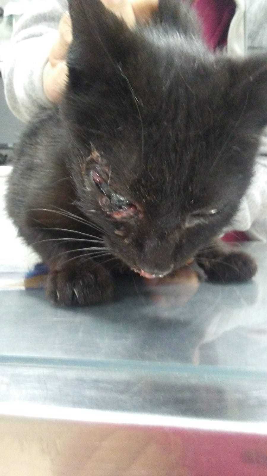 Nuevo ataque a un gato en Barruelo de Santullán Nuevo ataque a un gato en Barruelo de Santullán