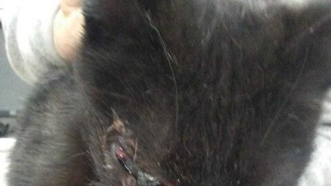 Gato en Barruelo de Santull&aacute;n