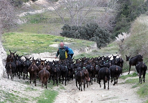 Elche acoge el primer curso de ganadería extensiva y escuela de pastores que se celebra en la provincia Elche acoge el primer curso de ganadería extensiva y escuela de pastores que se celebra en la provincia