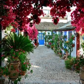 Patios cordobeses Patios cordobeses