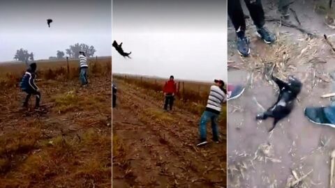Maltrato animal en M&eacute;xico