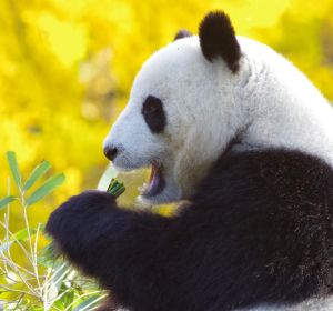 Osos Panda Osos Panda