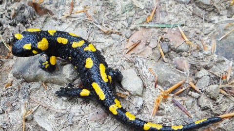 Salamadra Salamandra