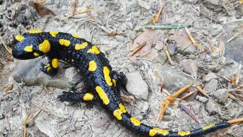 Salamadra Salamandra Salamadra Salamandra