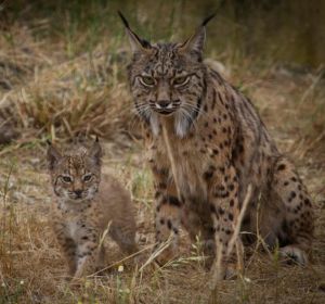 Lince Ibérico Lince Ibérico