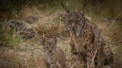 Lince Ibérico Lince Ibérico