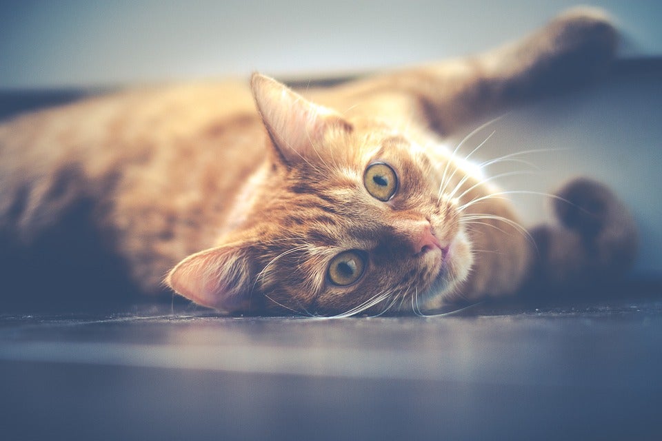 Aparici en órbita: "¡Salvemos al gato de Schrödinger!" Aparici en órbita: "¡Salvemos al gato de Schrödinger!"
