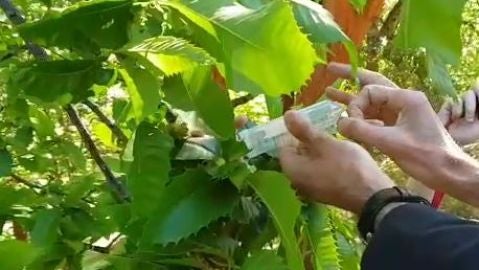 Plaga que afecta al casta&ntilde;o