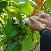 Intervención a la avispilla del castaño Intervención a la avispilla del castaño
