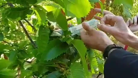 Intervención a la avispilla del castaño Plaga que afecta al castaño