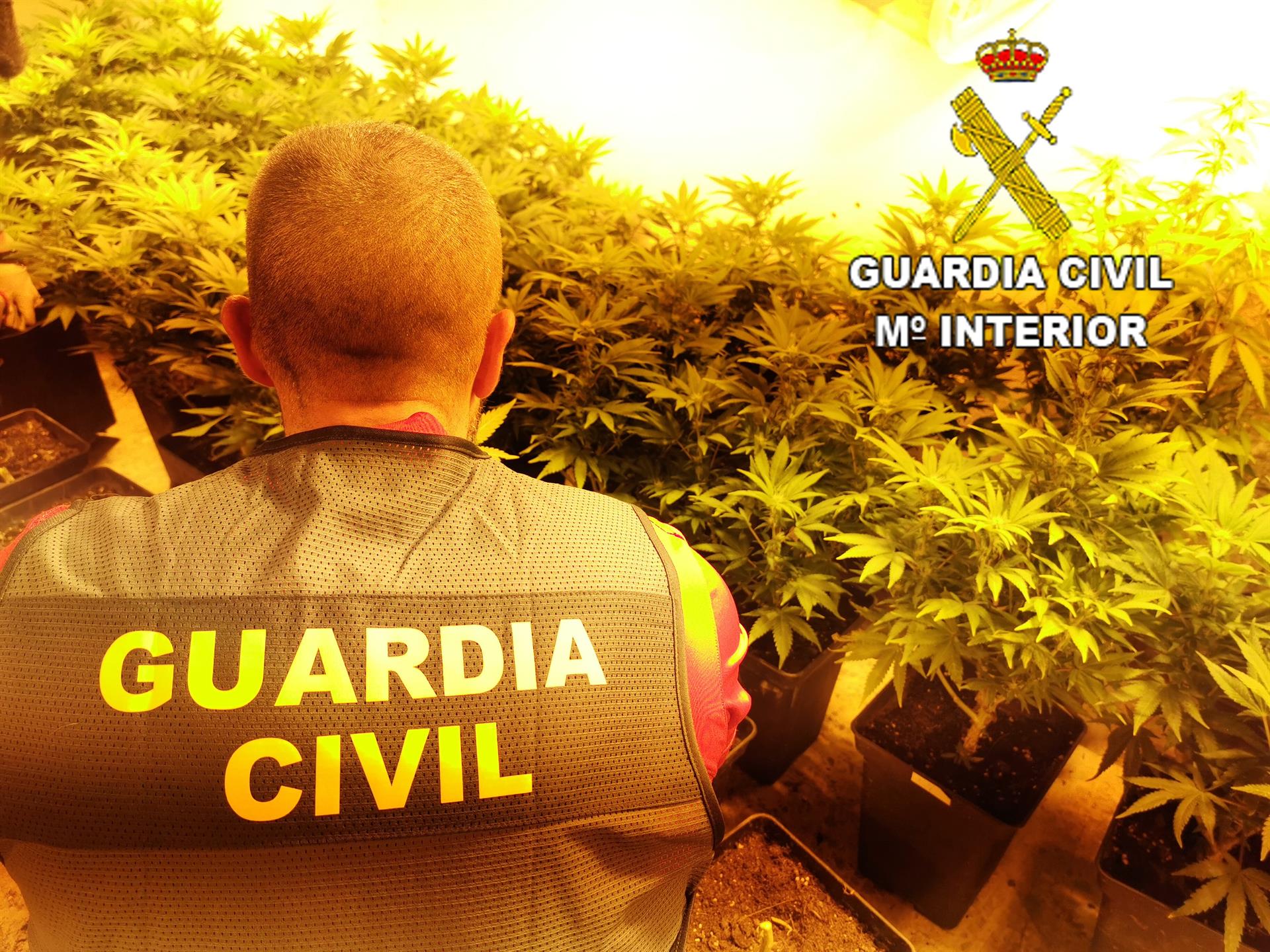 La Policía Nacional arresta en Elda a un hombre en cuya vivienda cultivaba marihuana La Policía Nacional arresta en Elda a un hombre en cuya vivienda cultivaba marihuana