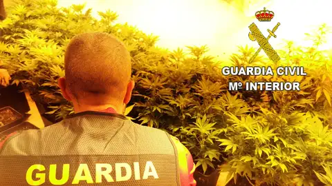 Plantación de marihuana desmantelada en Elda. Plantación de marihuana desmantelada en Elda.