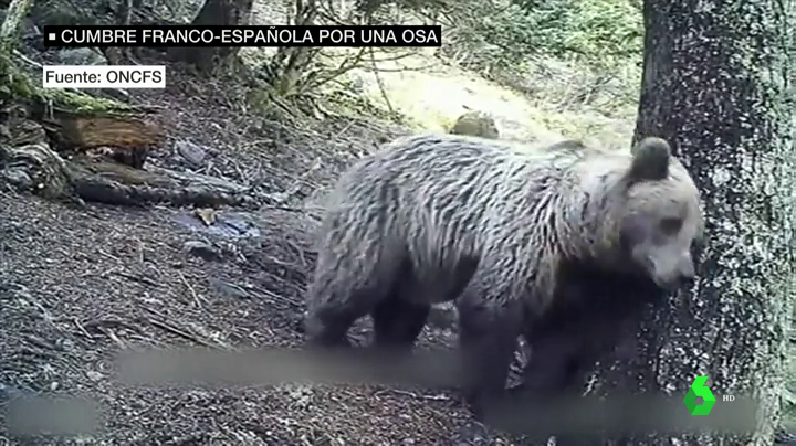 Claverina, la osa que ha propiciado una cumbre atípica entre Francia y España Claverina, la osa que ha propiciado una cumbre atípica entre Francia y España