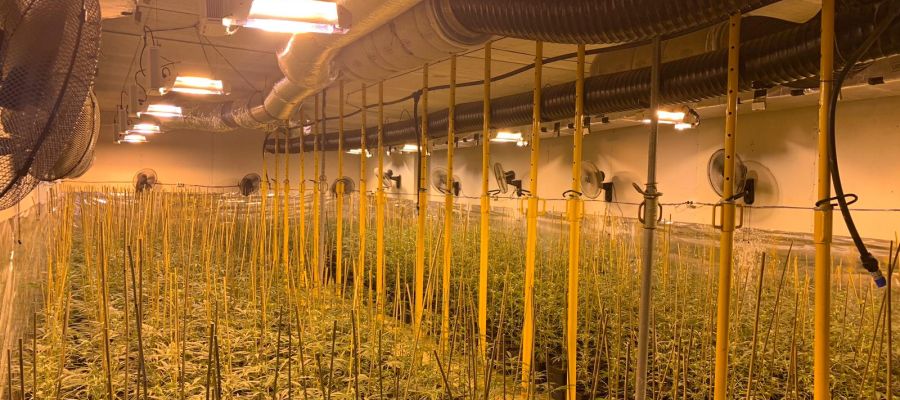 Plantación de marihuana descubierta por la Policía Local de Elche. Plantación de marihuana descubierta por la Policía Local de Elche.