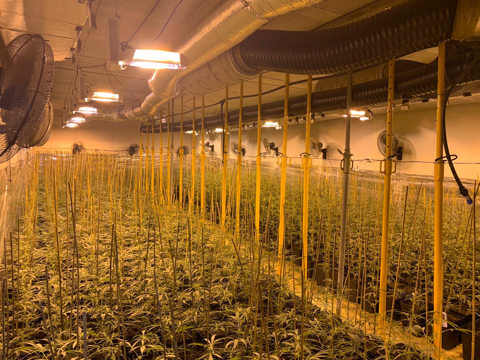 La Policía Local de Elche halla una plantación de marihuana en el sótano de un chalé con 1.600 plantas La Policía Local de Elche halla una plantación de marihuana en el sótano de un chalé con 1.600 plantas