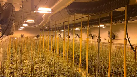 Plantación de marihuana descubierta por la Policía Local de Elche. Plantación de marihuana descubierta por la Policía Local de Elche.