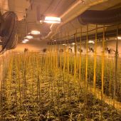 Plantación de marihuana descubierta por la Policía Local de Elche.