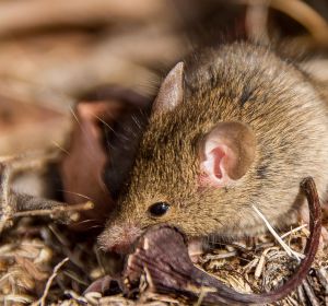 Antechinus Antechinus