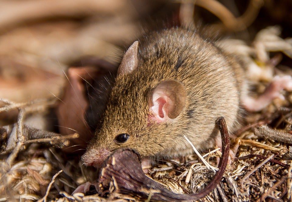 Máximo Pradera usurpa la sección de José Luis Gallego y pasa consulta sobre las costumbres sexuales de los animales Máximo Pradera usurpa la sección de José Luis Gallego y pasa consulta sobre las costumbres sexuales de los animales