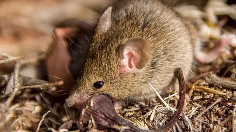 Antechinus Antechinus