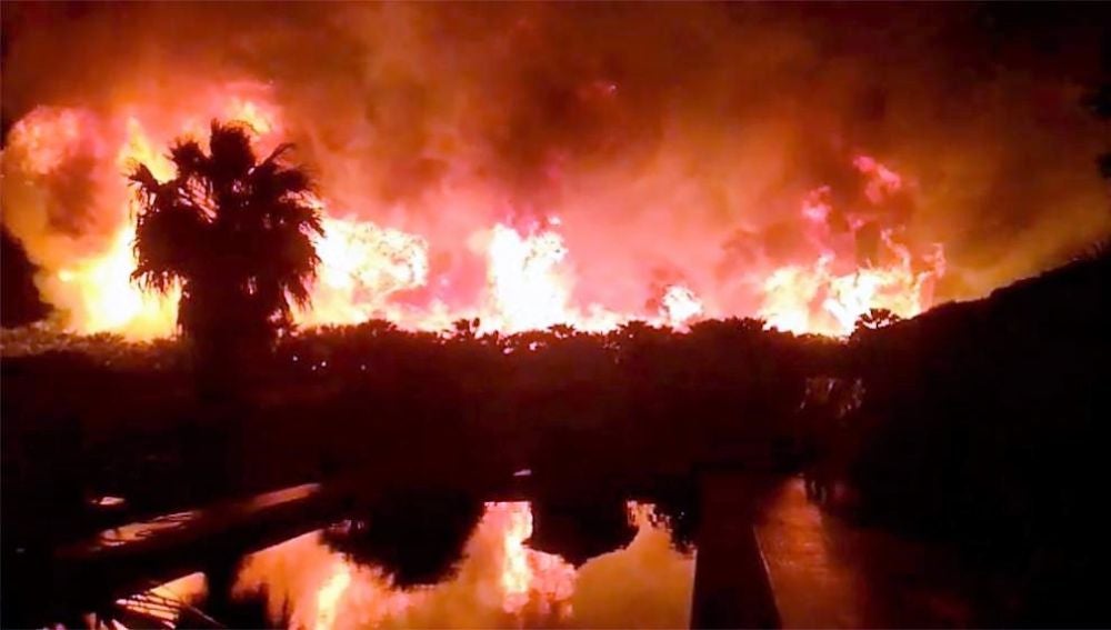 Incendio en la plantación de palmeras de Elche.