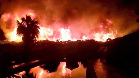 Incendio en la plantaci&oacute;n de palmeras de Elche.