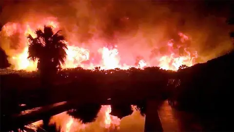 Incendio en la plantación de palmeras de Elche. Incendio en la plantación de palmeras de Elche.